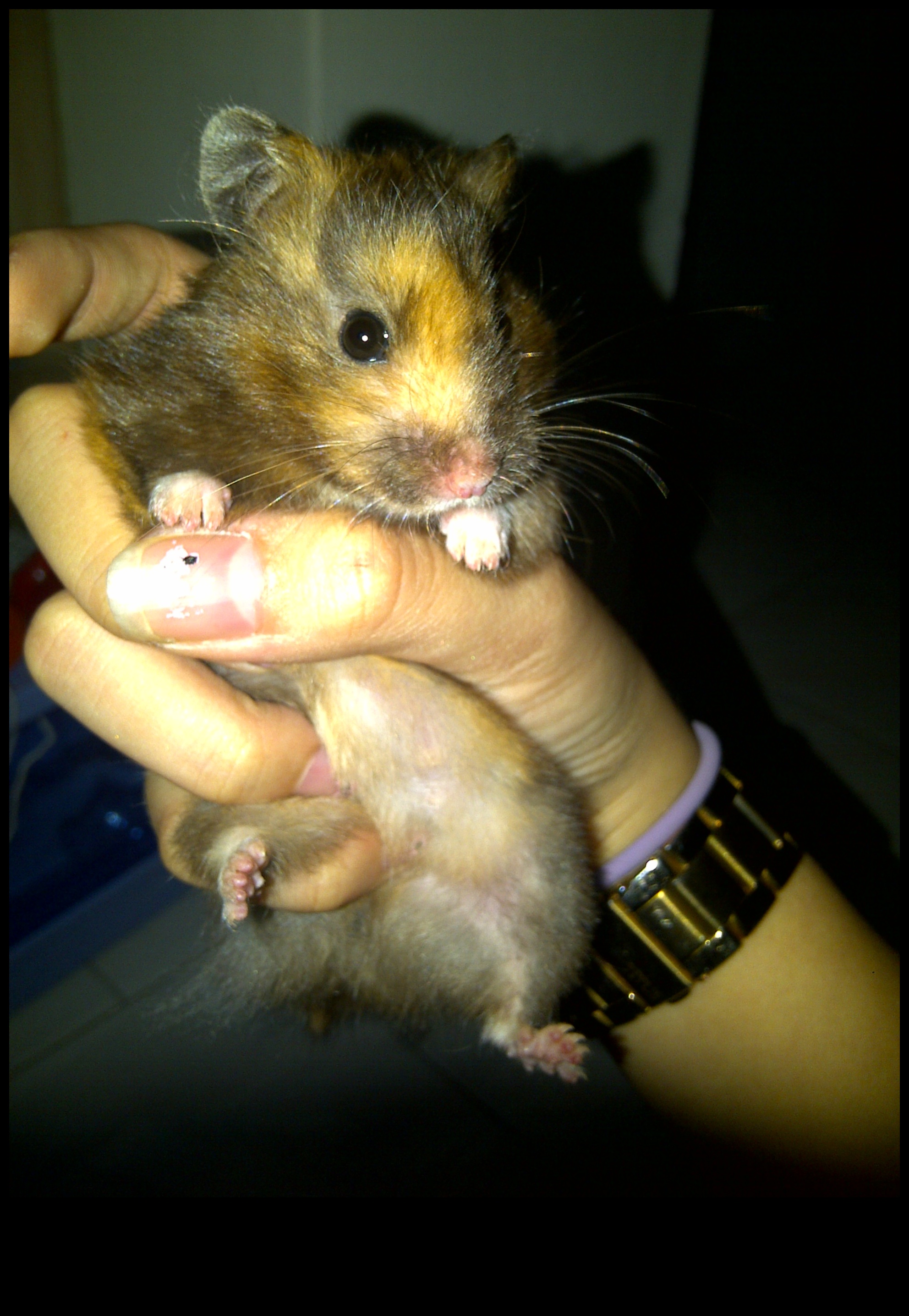 Hamster Genetics Continued: Unraveling the Fascination of Colors and Patterns