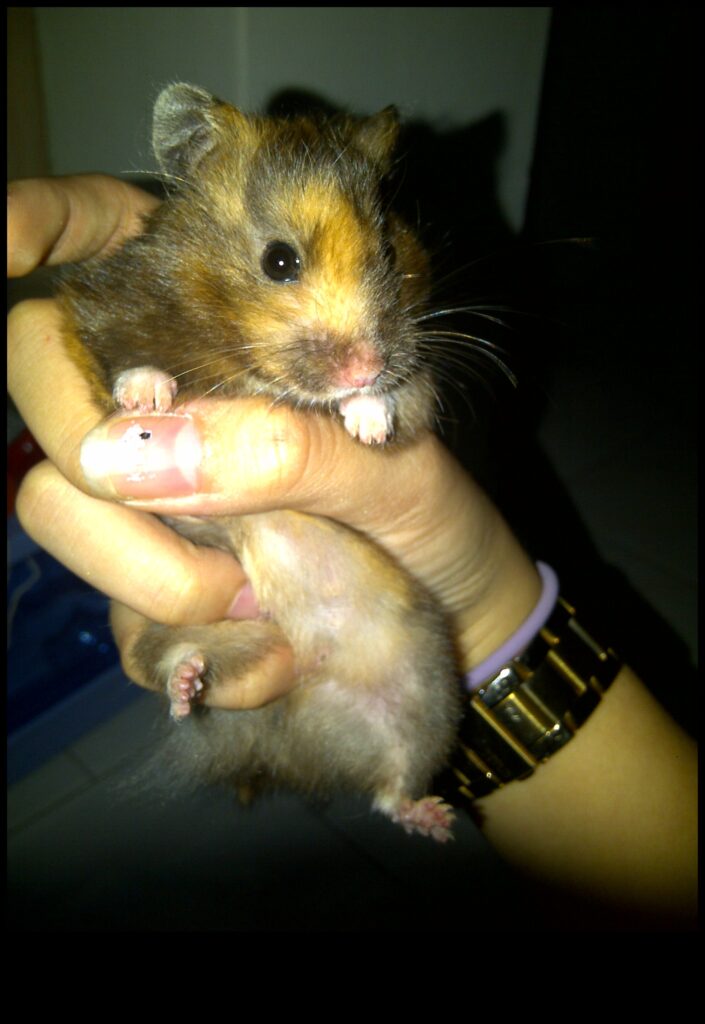 Hamster Genetics Understanding Coat Colors and Patterns 1