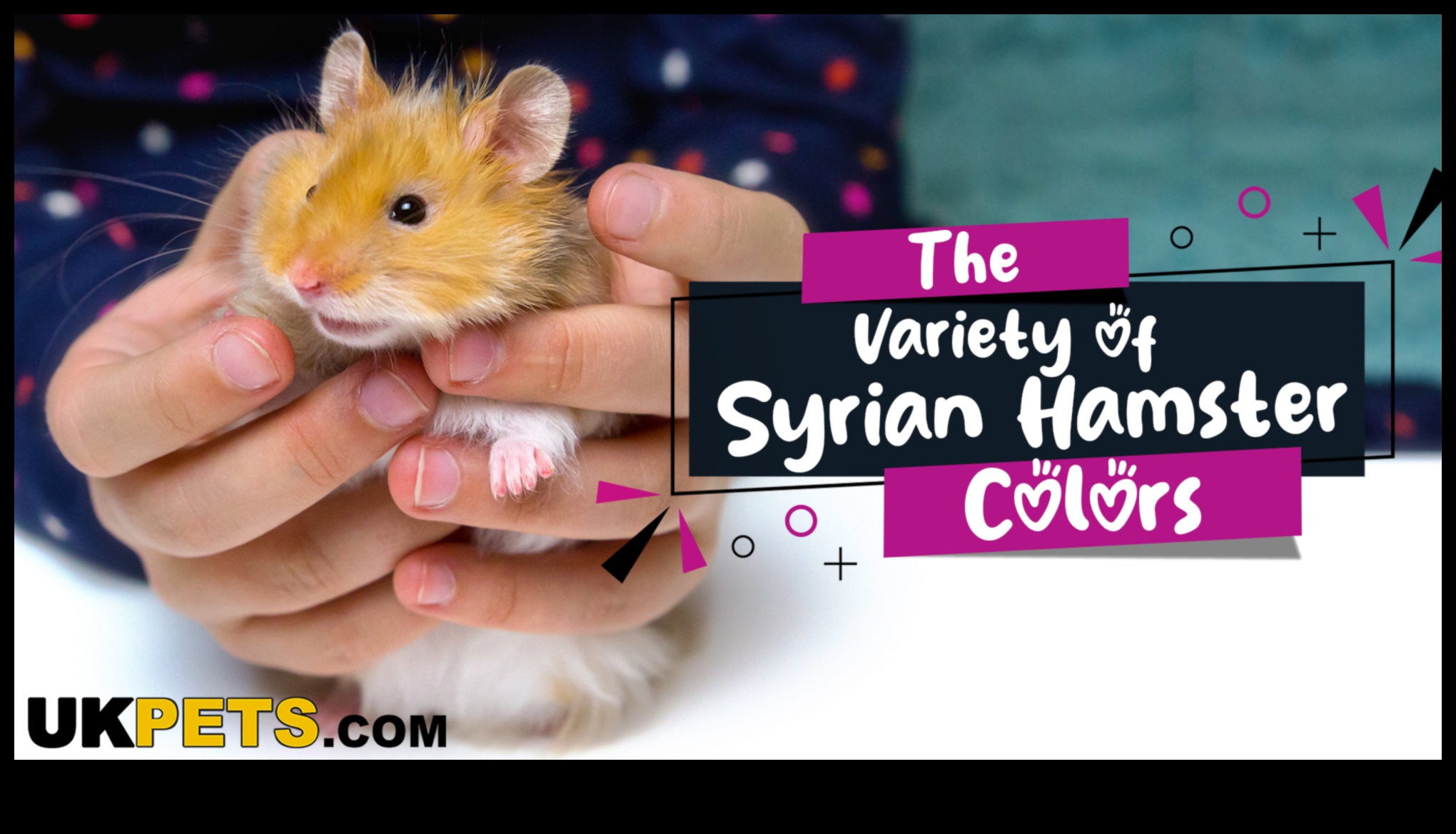 Hamster Genetics: Understanding Coat Colors and Patterns