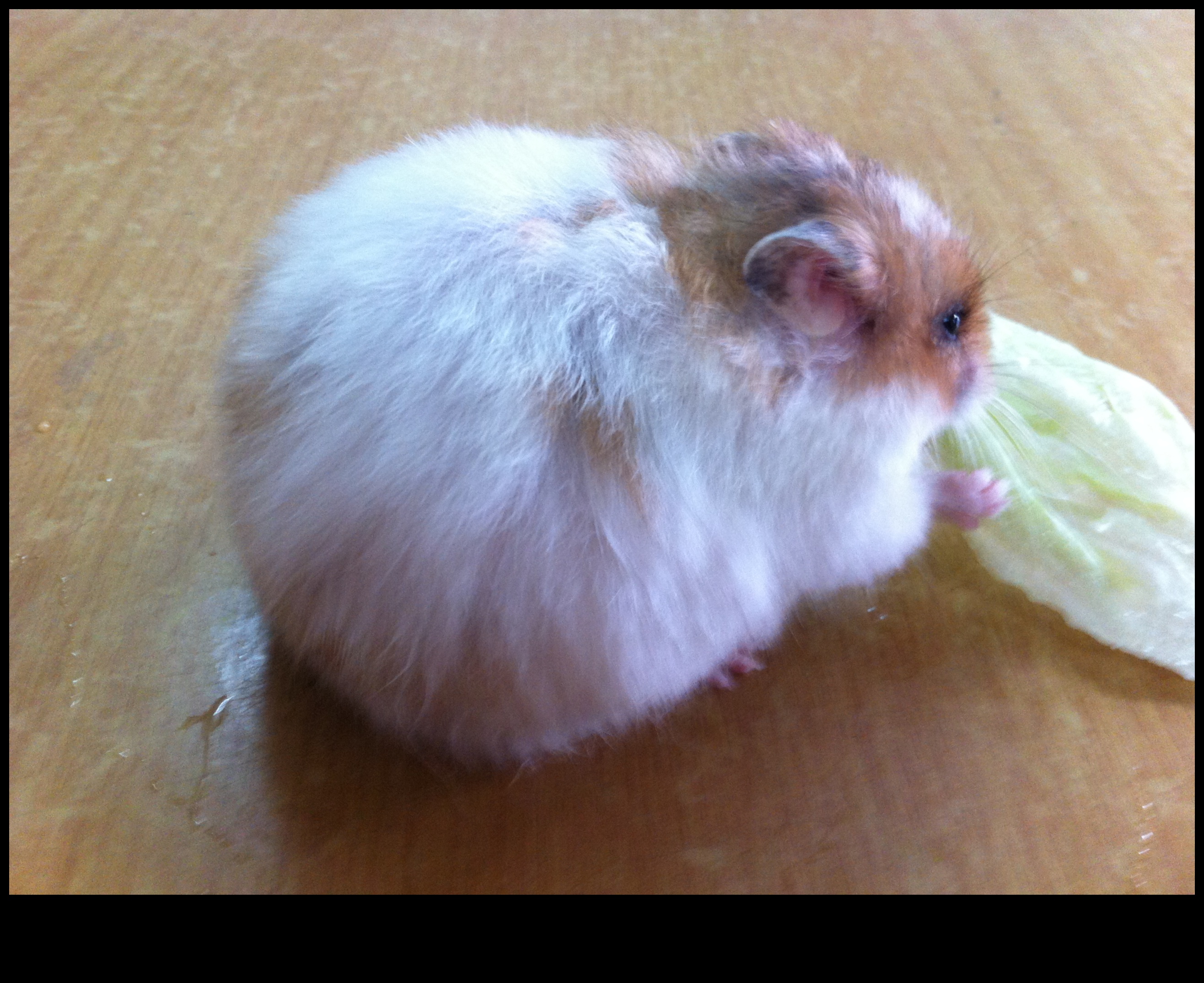 Hamster Genetics: Understanding Coat Colors and Patterns