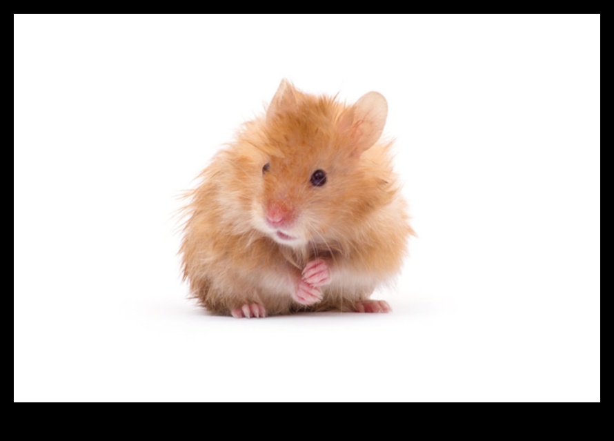 Hamster Health Check Regular Exams and Monitoring Tips 1