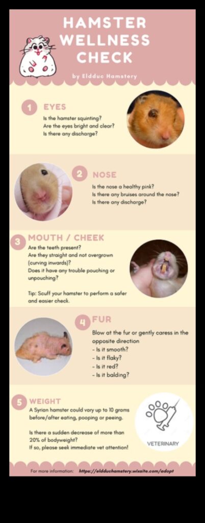 Hamster Health Checkers Monitoring Wellness with Engaging Games 1