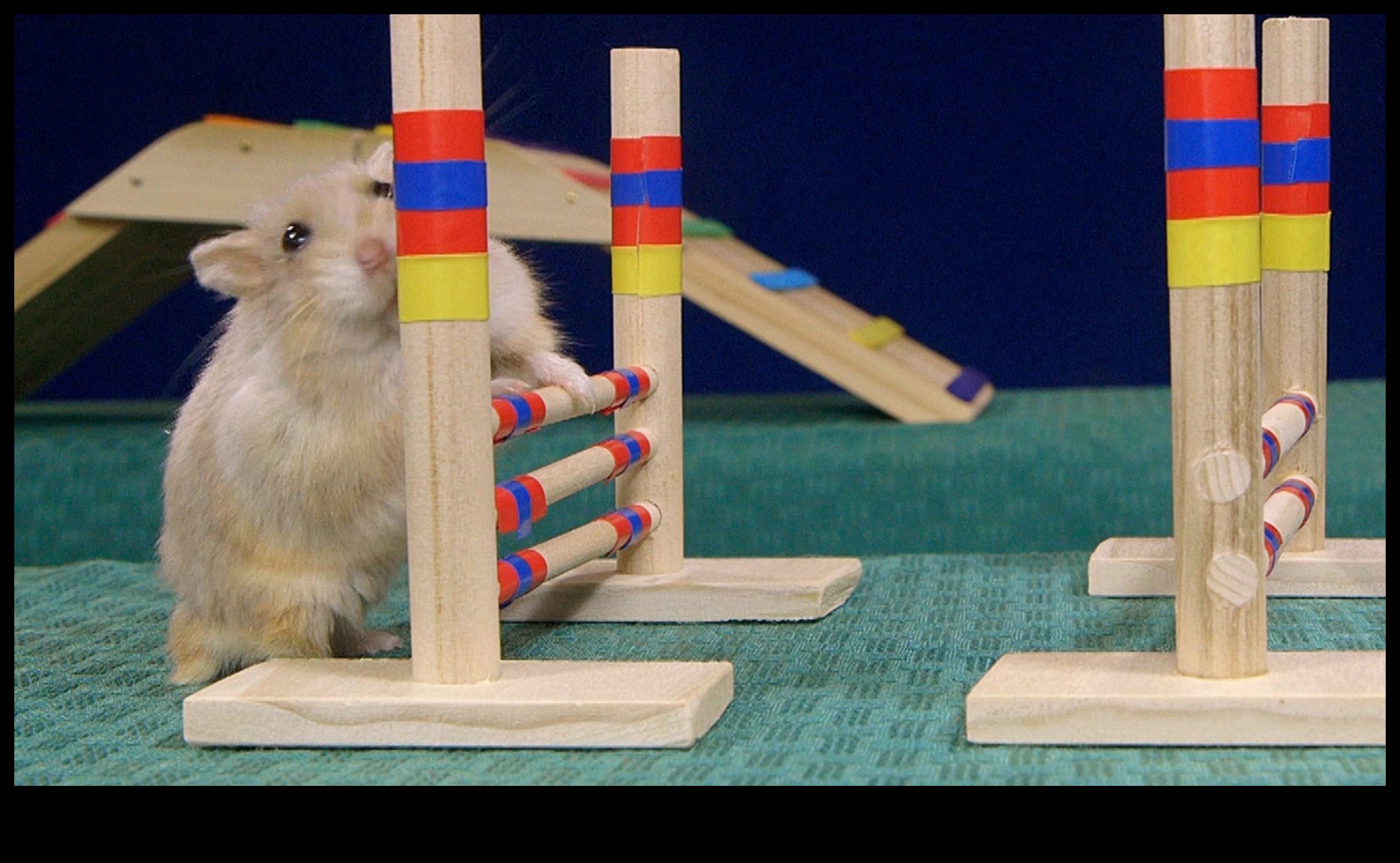 Hamster Health Hurdles: Agility Courses for Wellness