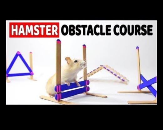 Hamster Health Hurdles Continued: Advancing Agility Courses