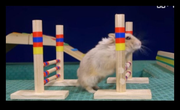 Hamster Health Hurdles Continued: Advancing Agility Courses