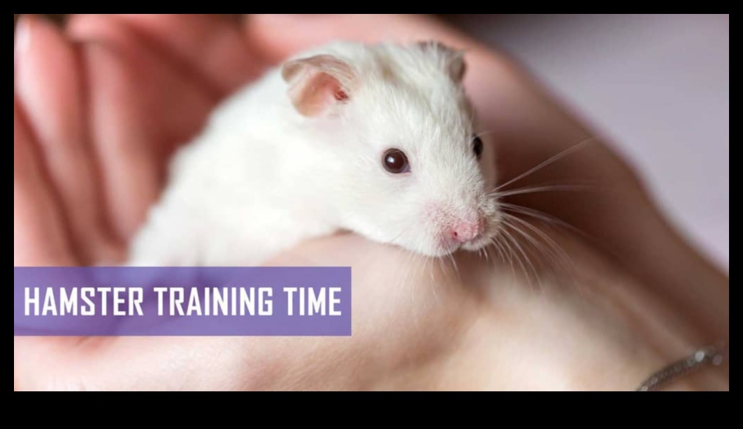 Hamster Health Hurdles Continued: Advancing Agility Courses