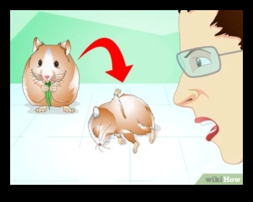 Hamster Health Monitoring Continued Recognizing Signs of Discomfort 1