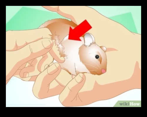 Hamster Health Monitoring Continued: Recognizing Signs of Discomfort