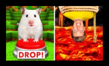 Hamster Hide-and-Seek Challenges Building Intricate Labyrinths 1