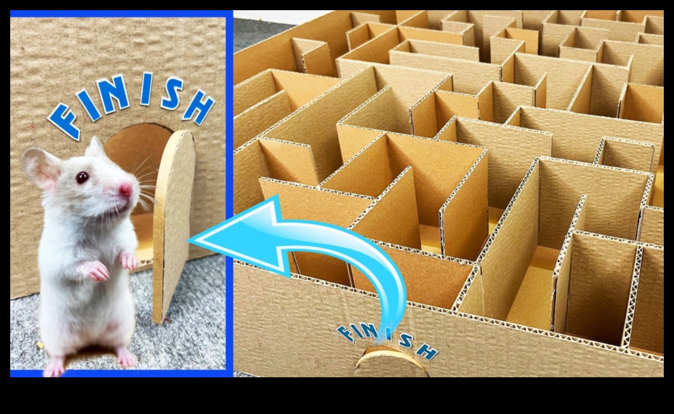 Hamster Hide-and-Seek Challenges: Building Intricate Labyrinths