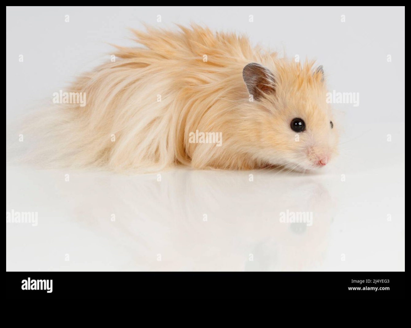 Hamster Highlights: Glamorous Accessories for Small Rodents