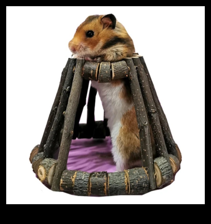 Hamster Housewarming: Introducing New Toys and Accessories