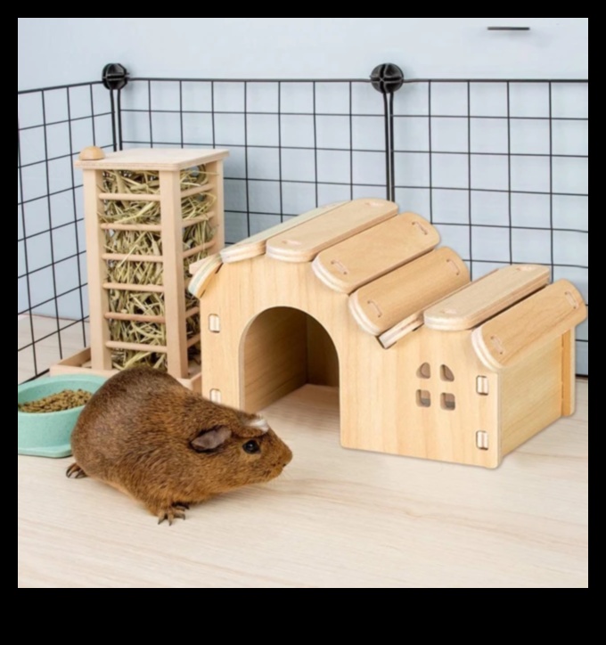 Hamster Housewarming: Introducing New Toys and Accessories