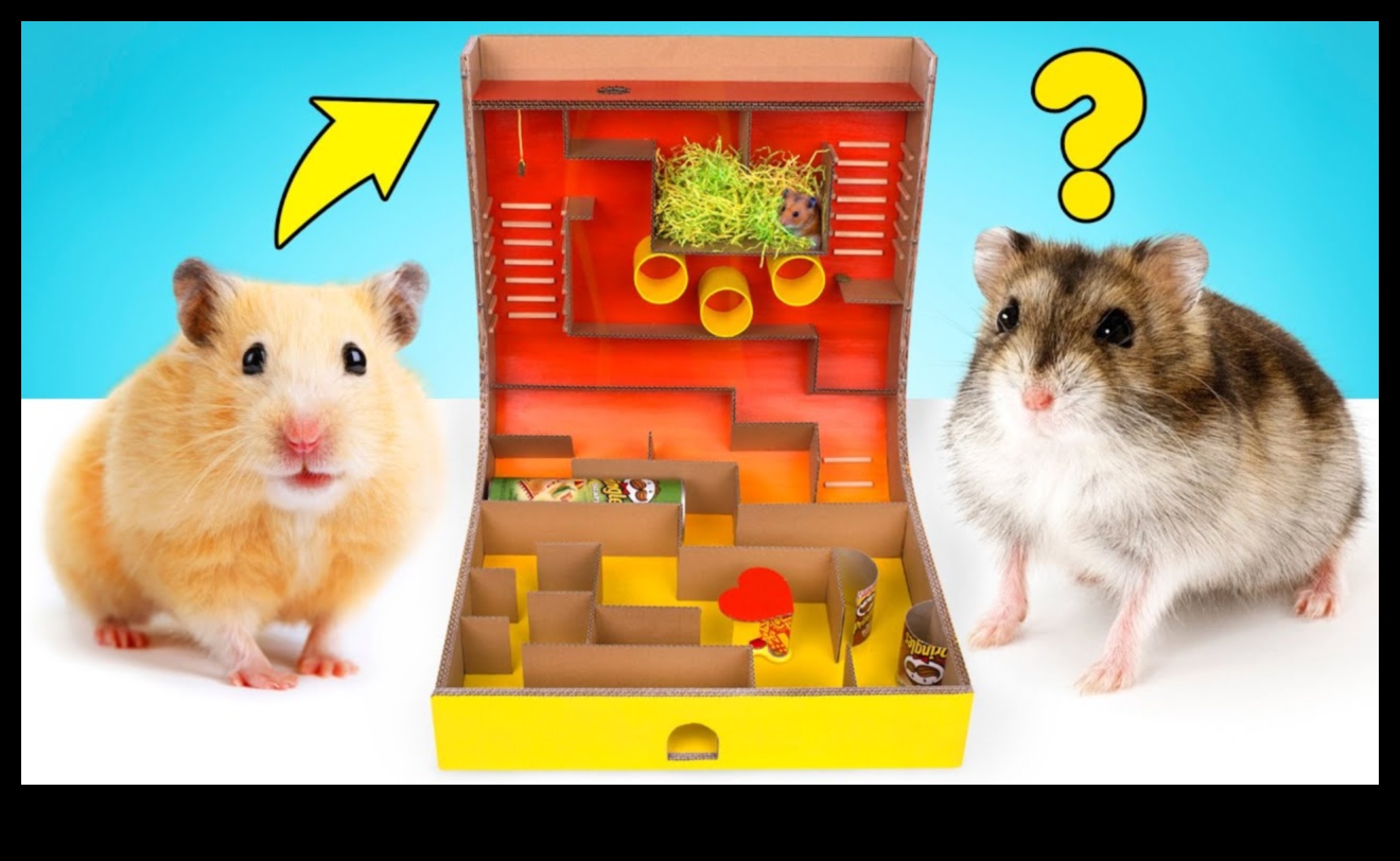Hamster Maze Mania: Constructing a Mini Labyrinth for Fun