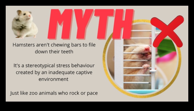 Hamster Nutrition Myths Continued: Fact-Checking Popular Beliefs