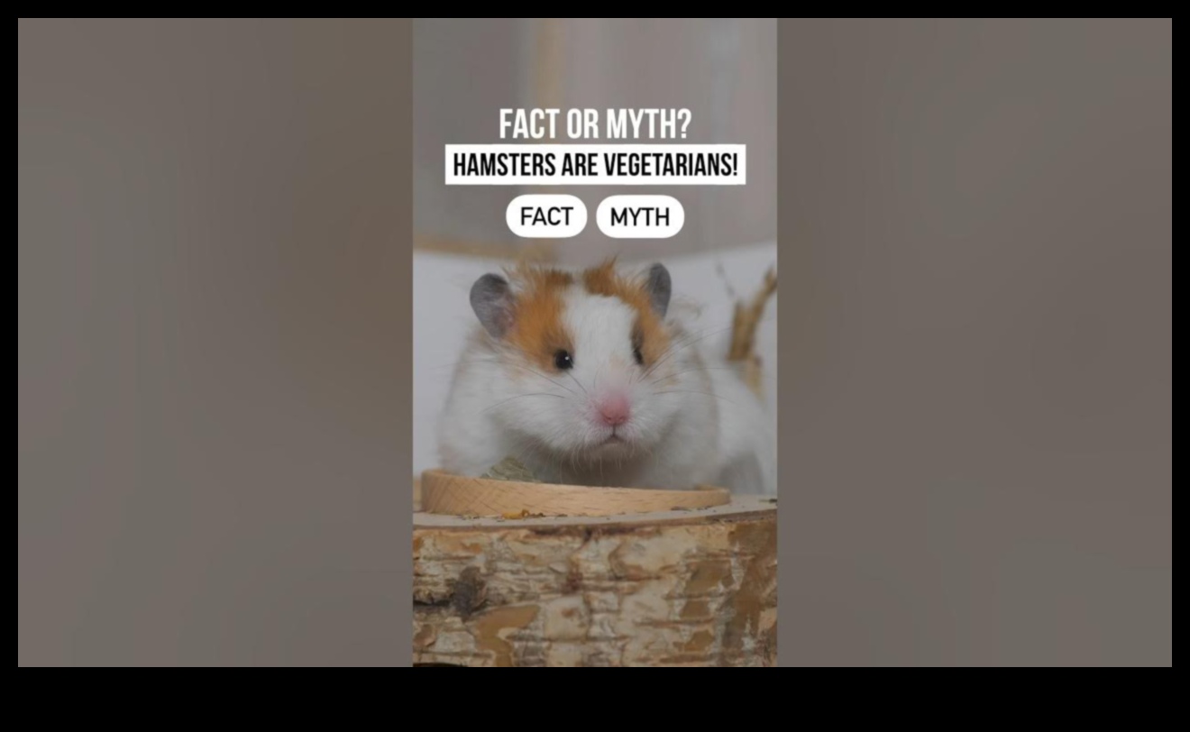Hamster Nutrition Myths Continued: Fact-Checking Popular Beliefs