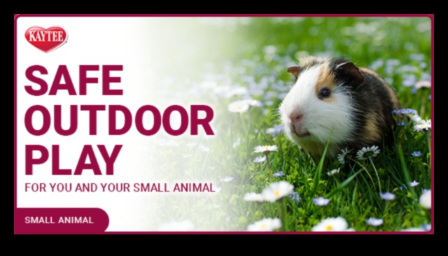 Hamster Playtime Continued: Creating Safe Outdoor Exploration Spaces