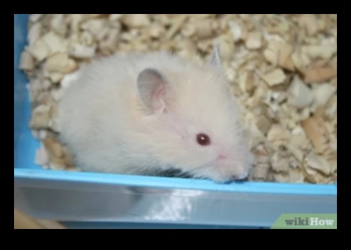 Hamster Playtime Continued: Creating Safe Outdoor Exploration Spaces