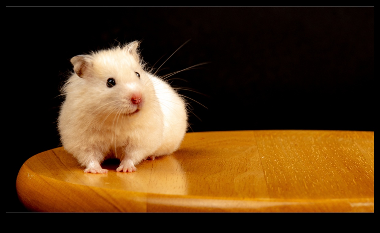 Hamster Playtime Continued: Creating Safe Outdoor Exploration Spaces