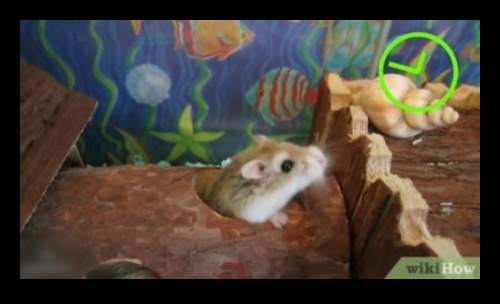 Hamster Playtime Continued: Creating Safe Outdoor Exploration Spaces