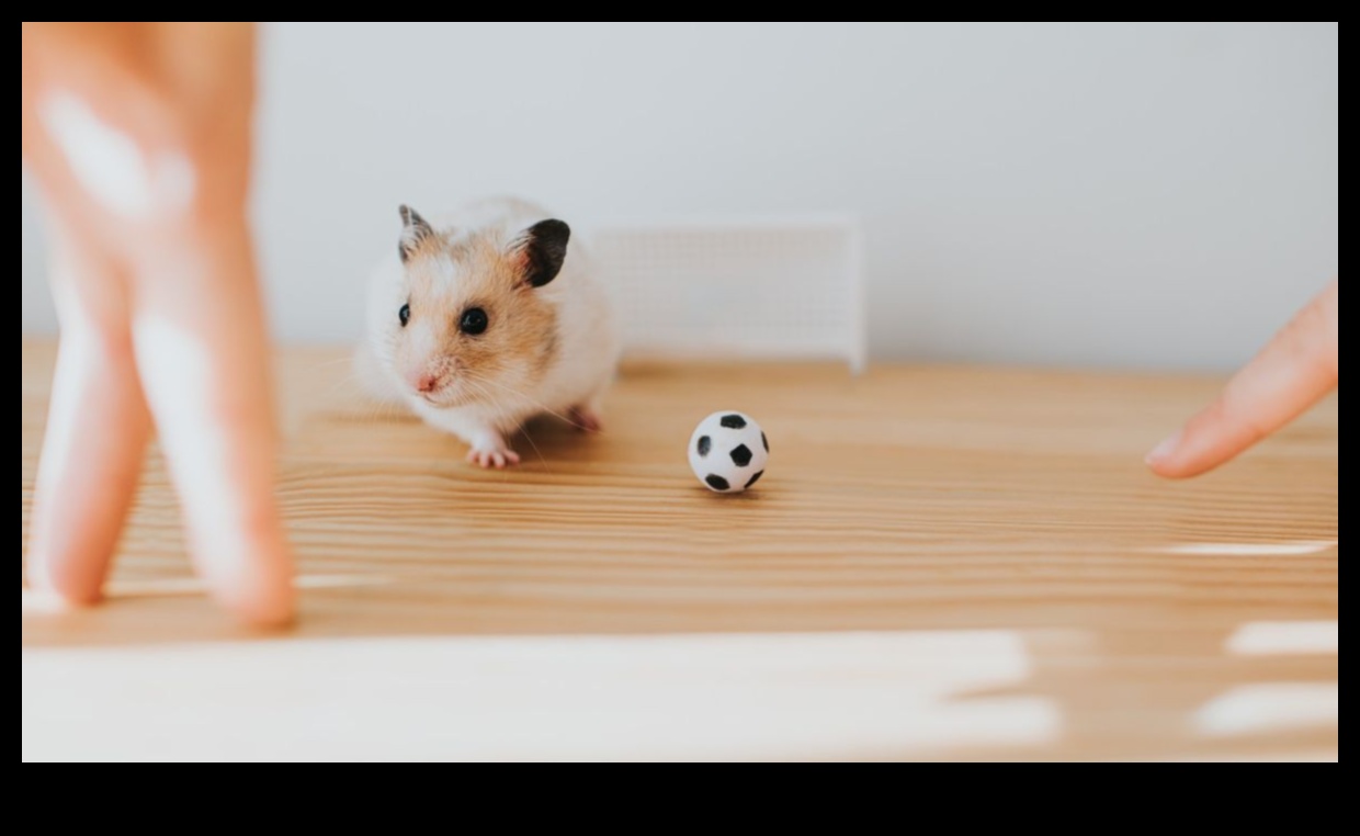 Hamster Playtime Continued: Setting Up Engaging Obstacle Courses