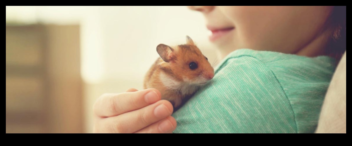 Hamster Playtime Continued: Setting Up Engaging Obstacle Courses