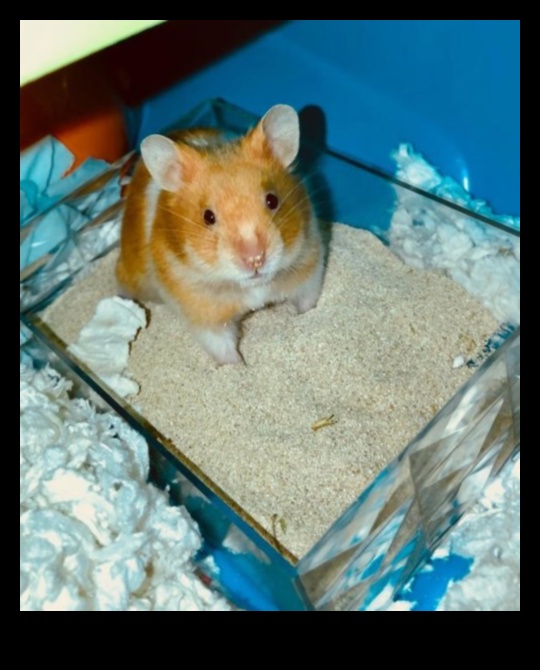 Hamster Potty Training: Tips for Encouraging Good Hygiene Habits