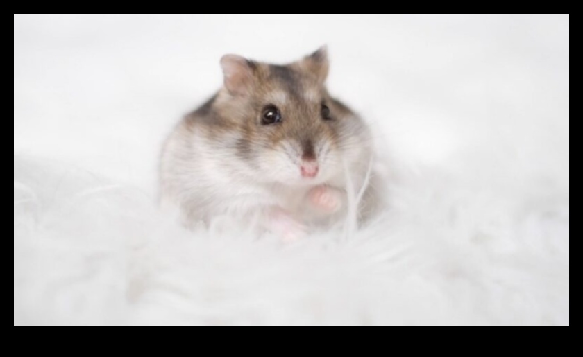 Hamster Safety Precautions: Creating Hazard-Free Environments