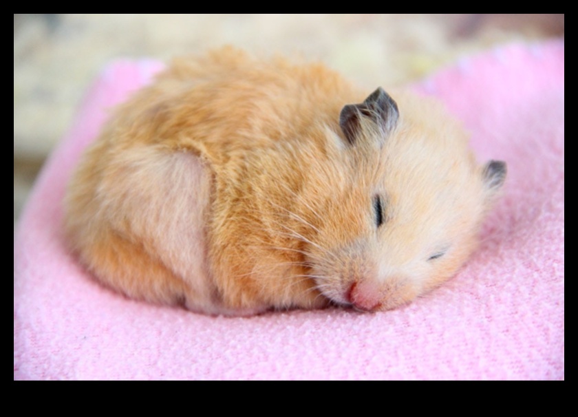 Hamster Sleep Patterns Continued: Establishing a Comfortable Sleeping Environment