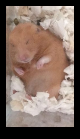 Hamster Sleep Patterns Continued: Establishing a Comfortable Sleeping Environment
