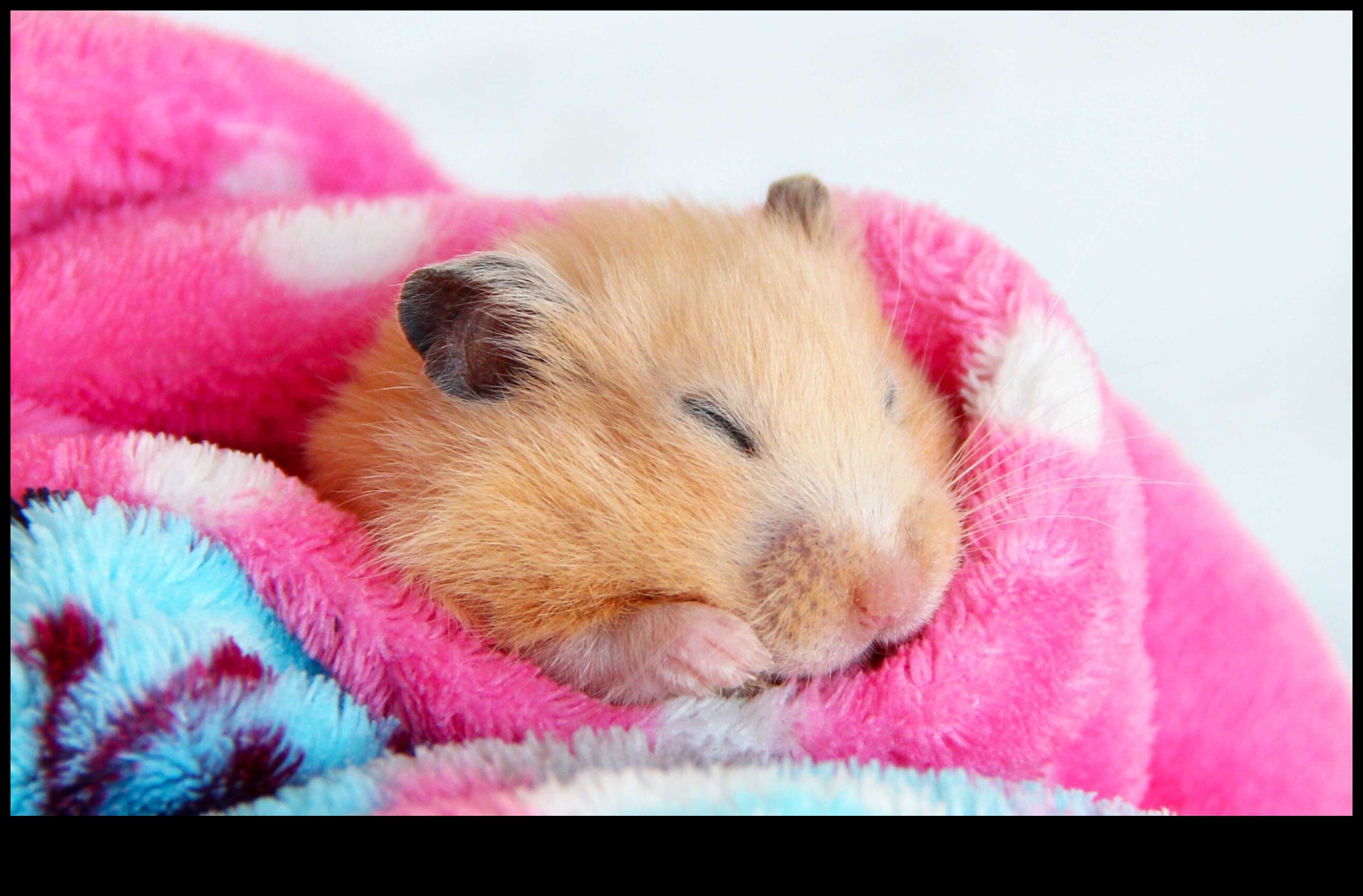 Hamster Sleep Patterns: Understanding Nocturnal and Diurnal Habits