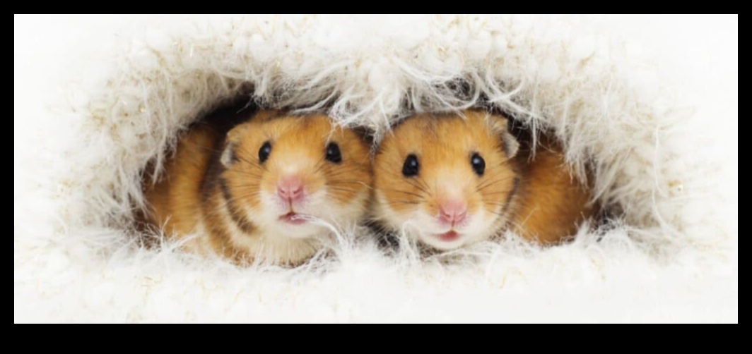 Hamster Sleep Patterns: Understanding Nocturnal and Diurnal Habits