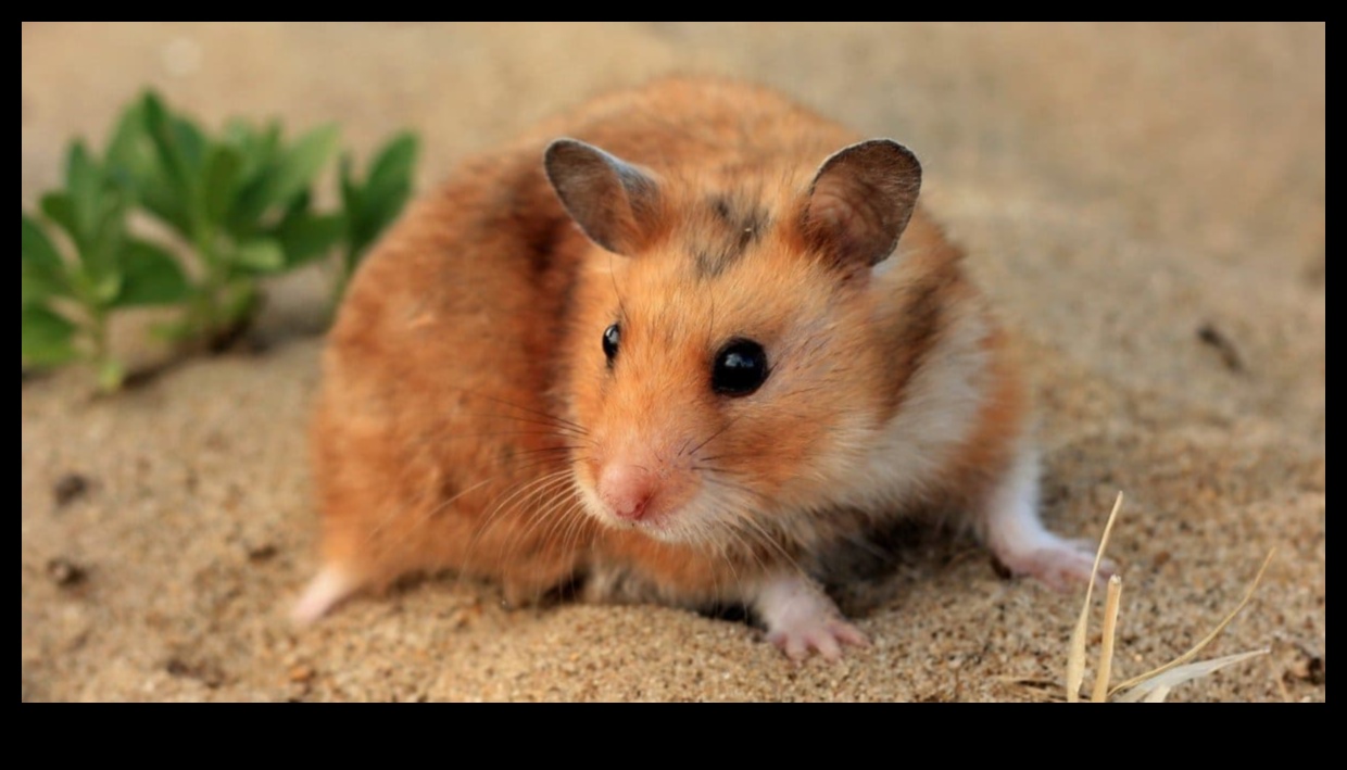 Hamster Sleep Patterns: Understanding Nocturnal and Diurnal Habits