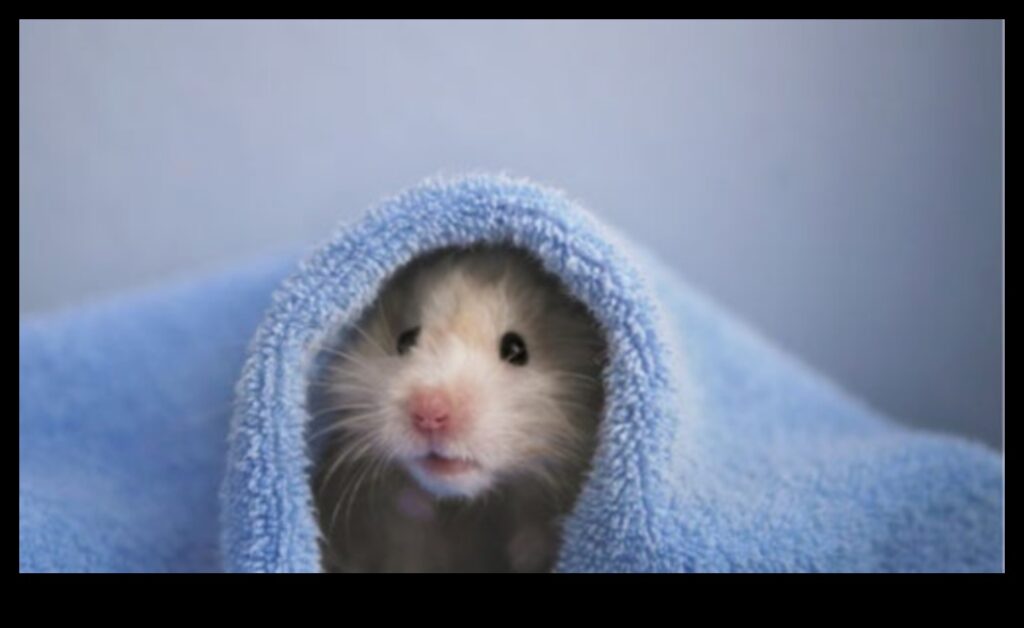 Hamster Socialization Strategies Building Bonds with Your Furry Friend 1