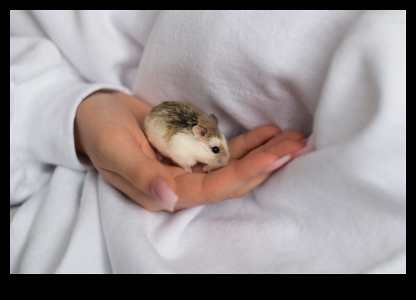 Hamster Socialization Tips: Encouraging Positive Interactions