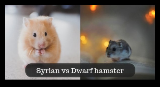Hamster Species Spotlight: Learning About Roborovski, Syrian, and Dwarf Hamsters
