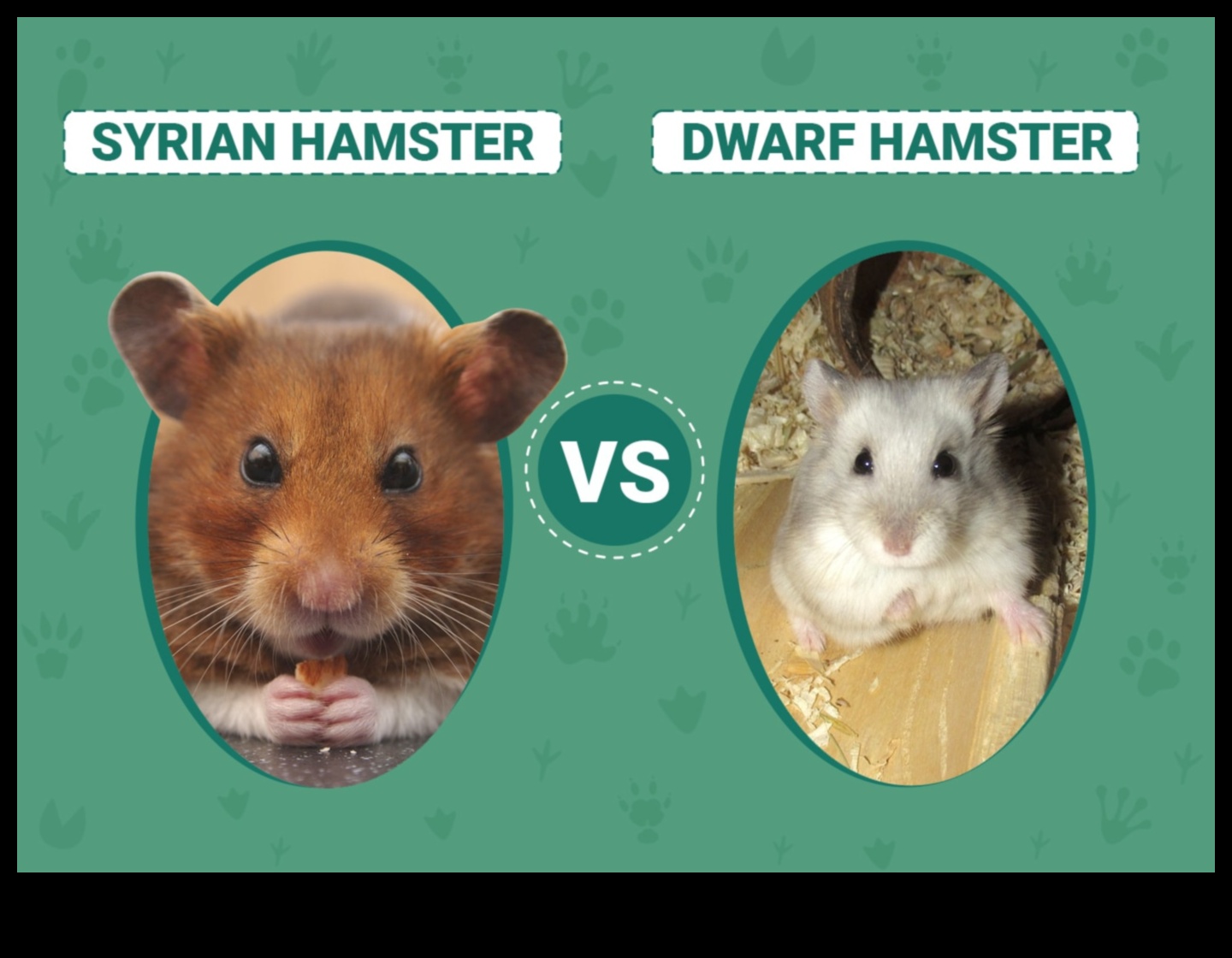Hamster Species Spotlight: Learning About Roborovski, Syrian, and Dwarf Hamsters