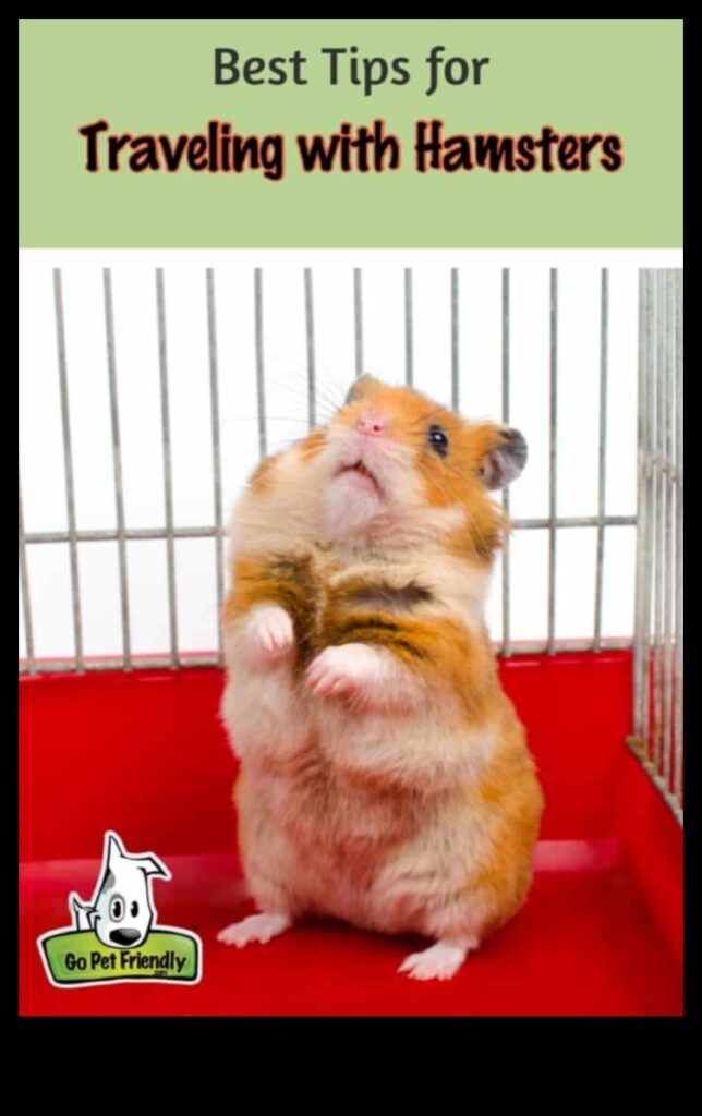 Hamster Travel Tips Continued Preparing Your Pet for Different Modes of Transport 1