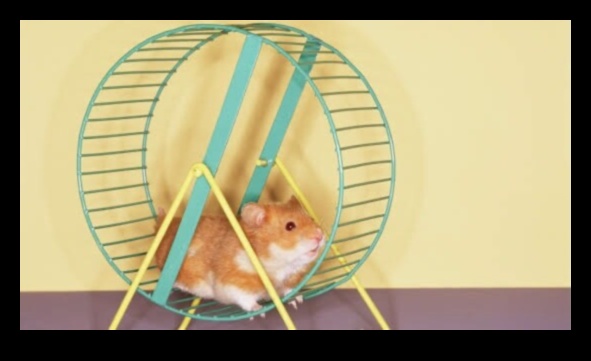 Hamster Wheel Options Continued: Evaluating Features for Optimal Use