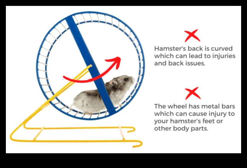 Hamster Wheel Safety Continued: Addressing Common Concerns and Misconceptions