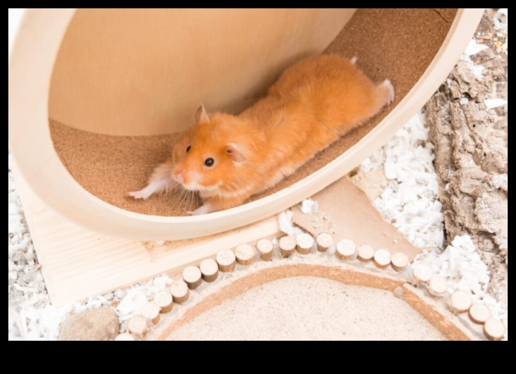 Hamster Wheel Safety Continued Addressing Common Misconceptions 1