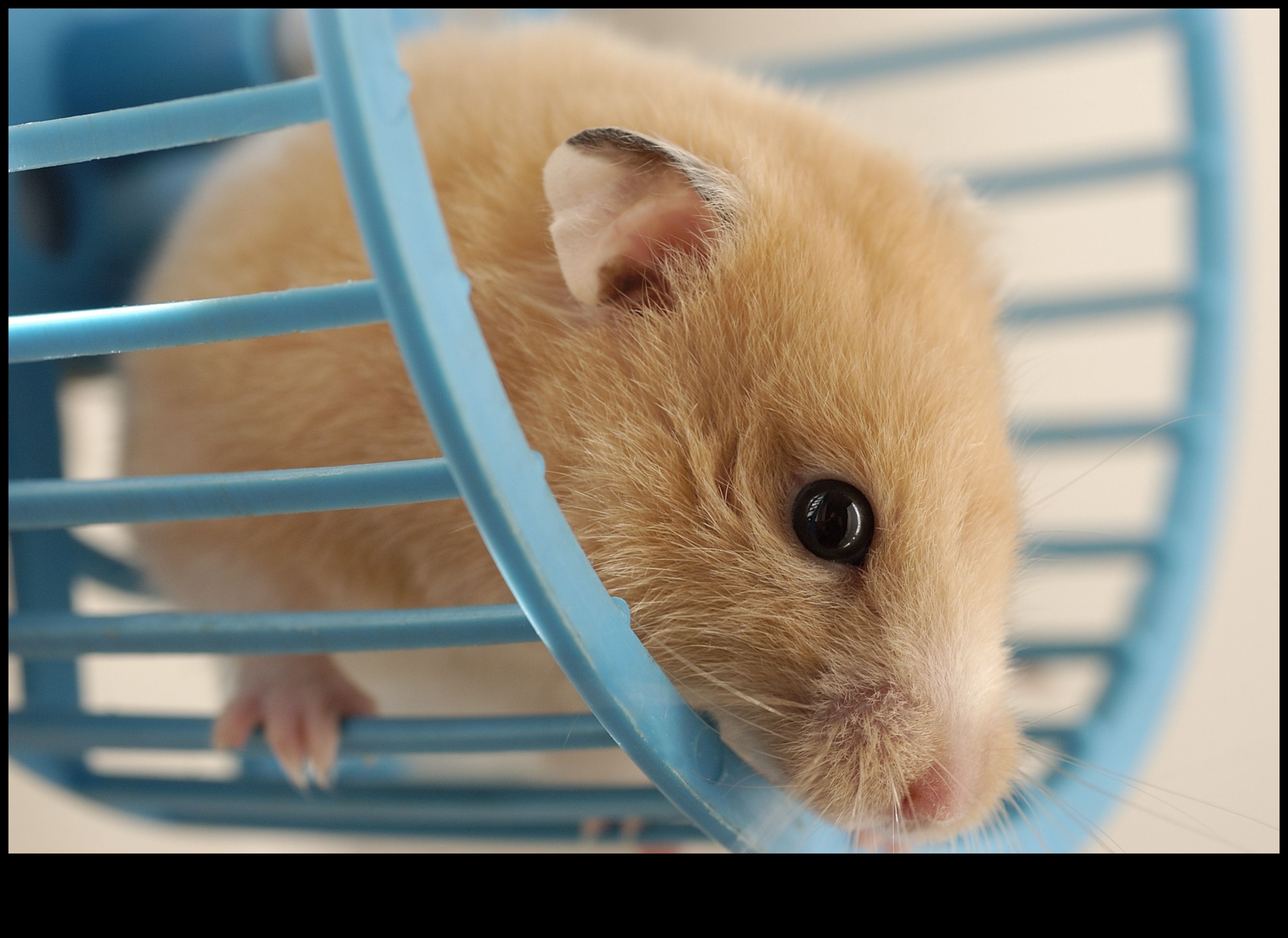 Hamster Wheel Safety Continued: Proper Cleaning and Maintenance