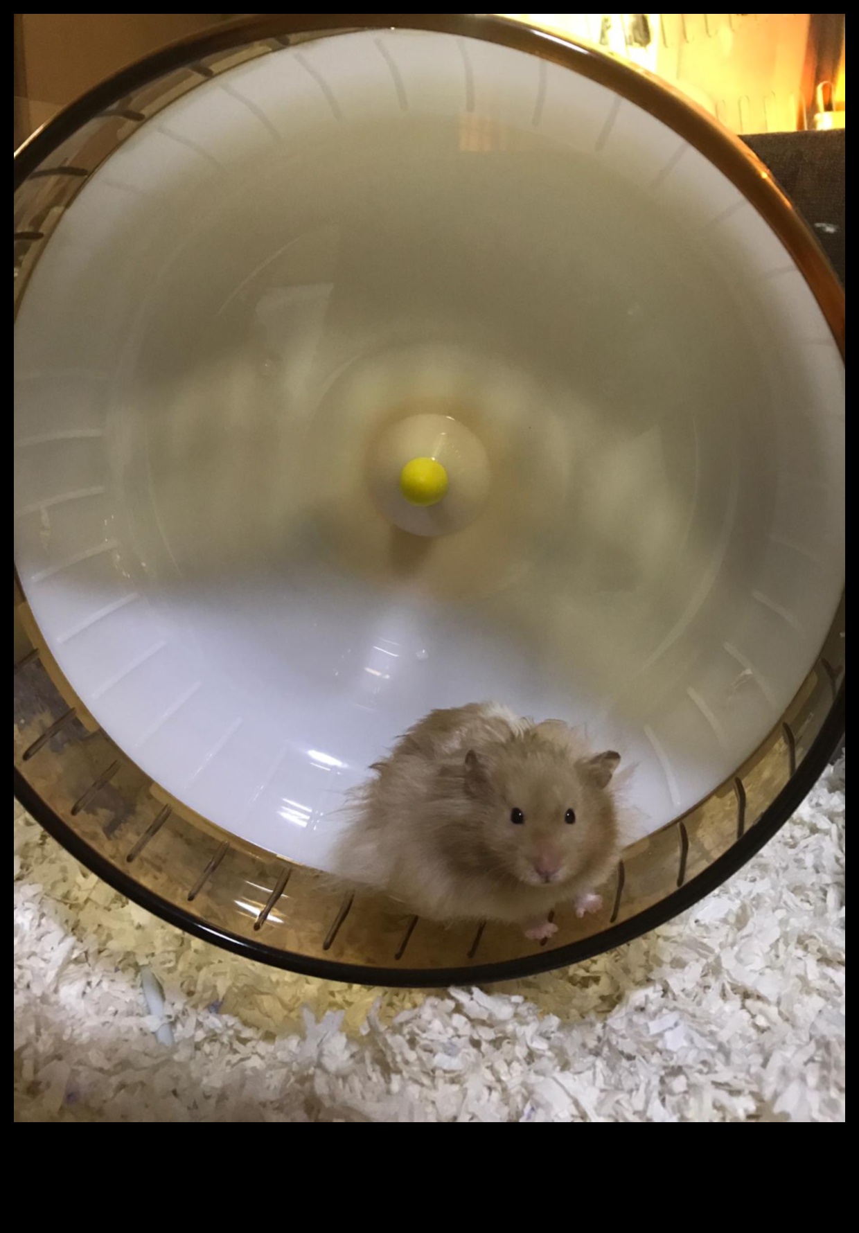 Hamster Wheel Safety Continued: Size Considerations for Optimal Use