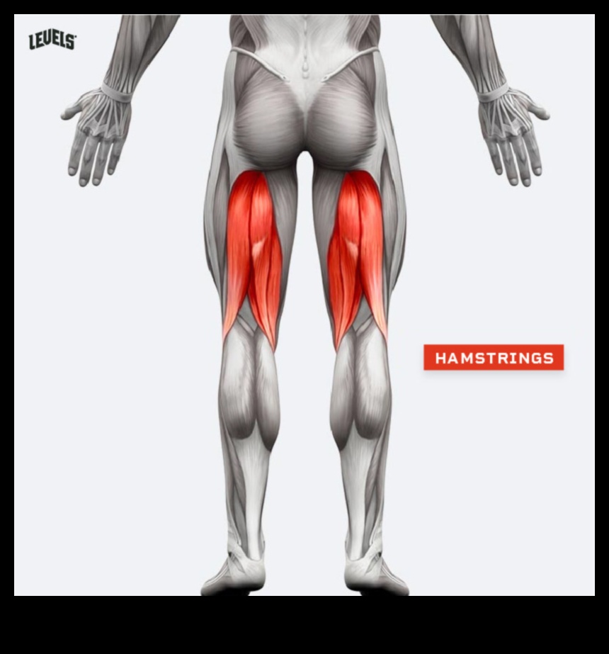 Hamstring Haven A Comprehensive Guide to Toning and Defining Your Leg Muscles 1