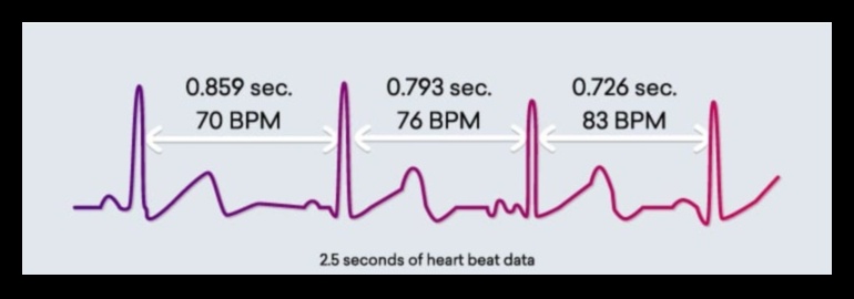 Heartbeat Harmony: Cardiovascular Workouts for a Balanced Life