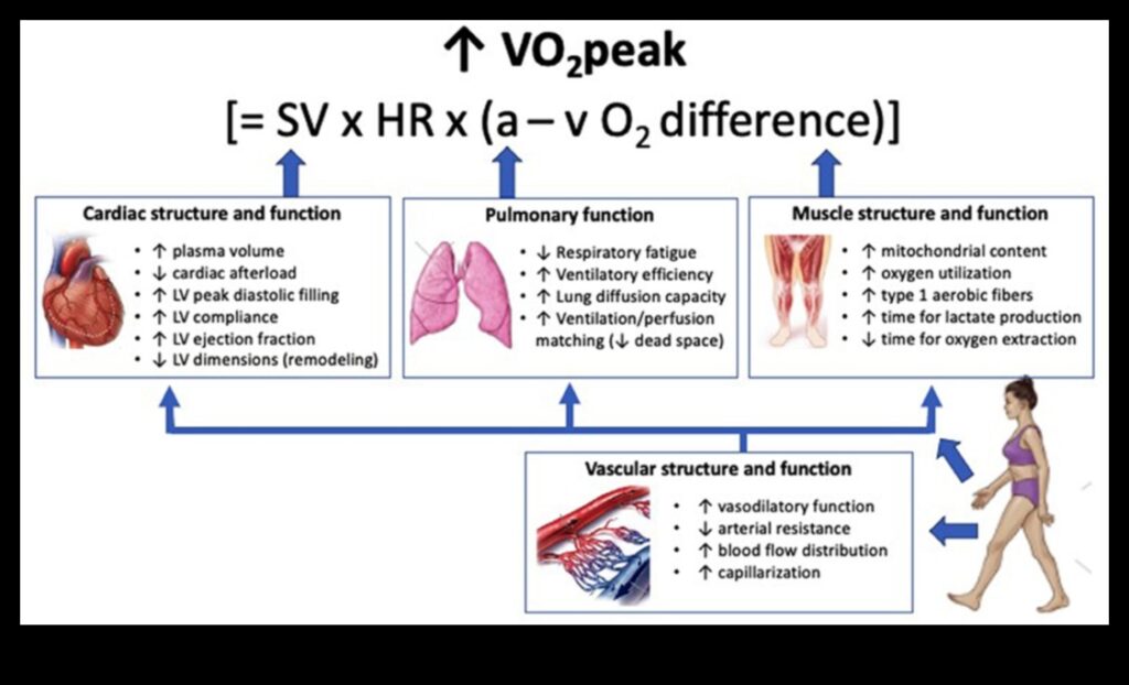 Heartbeat Harmony Find the Joy in Cardiovascular Fitness 1