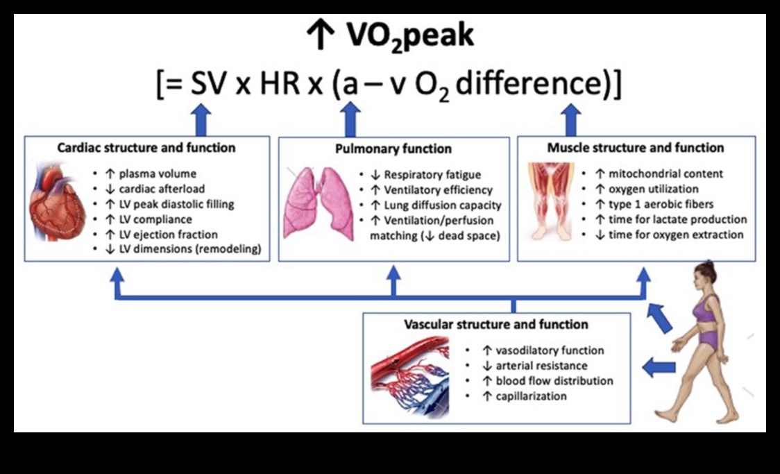 Heartbeat Harmony: Discovering Joy in Cardiovascular Fitness