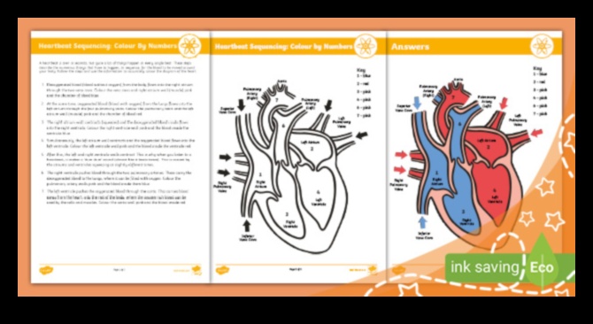 Heartbeat Hues A Visual Guide to Cardiovascular Wellness 1