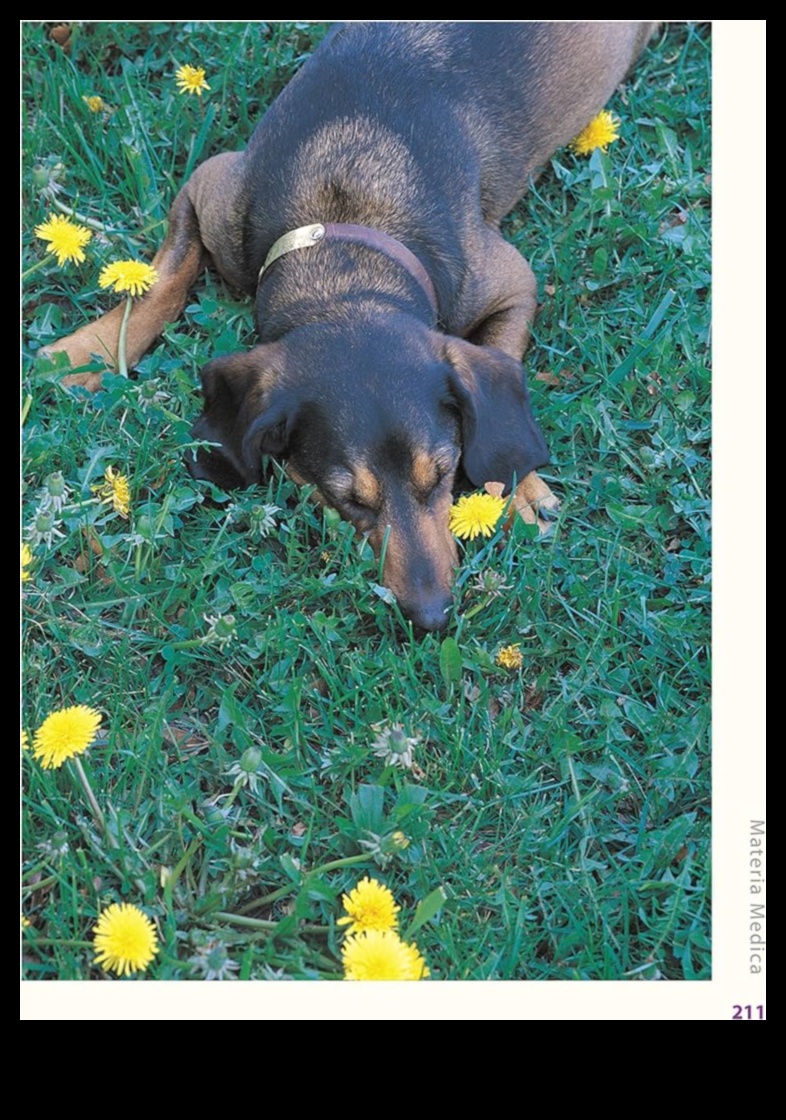 Herbal Happiness: Exploring Natural Remedies for Pet Ailments