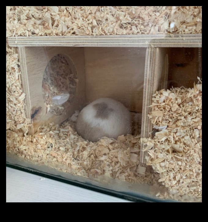 Hide and Seek with Hamsters Peek-a-Boo Fun for Small Pets 1